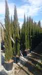 Cupresus Sempervirens