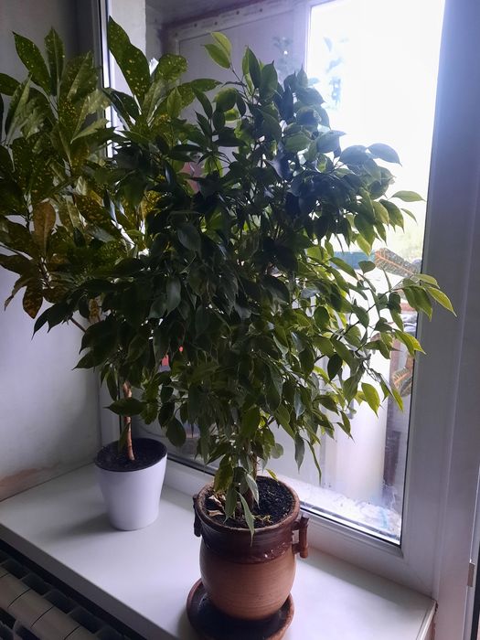 Продам цветок Фикус