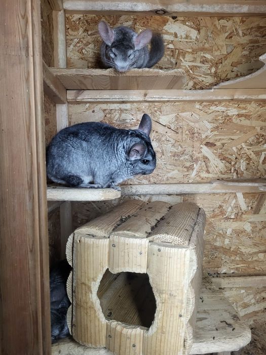 Срочно продам шиншилл.