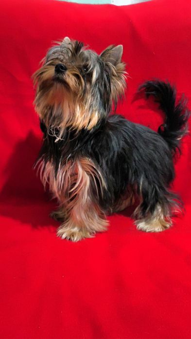 Клубные щенки Йорка!