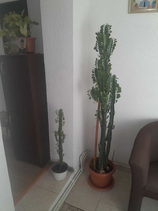 Vand planta de apartament inaltime: 1,70m