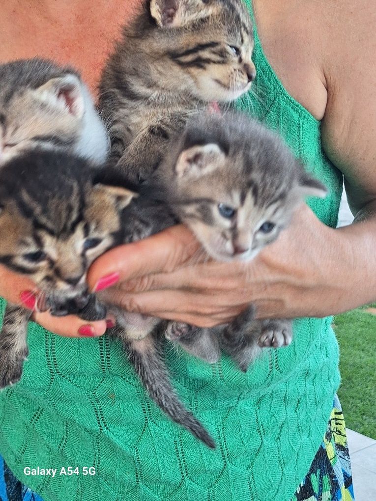 .Pisicuți pentru adopție !