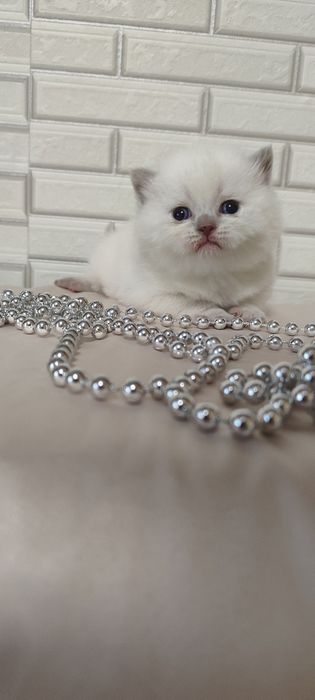 Наши булочки подросли и готовы переехать в новый дом