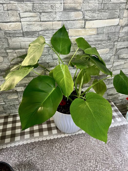 Монстера деликотесная