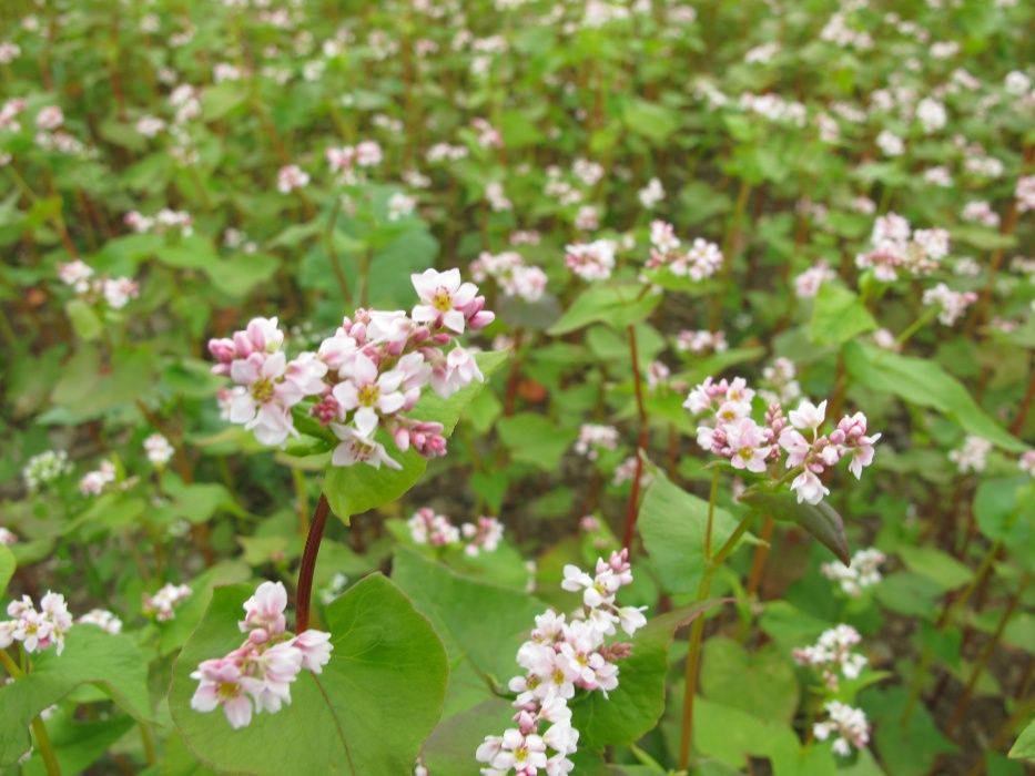 Facelia melifera seminte si alte plante melifere fixatoare de azot