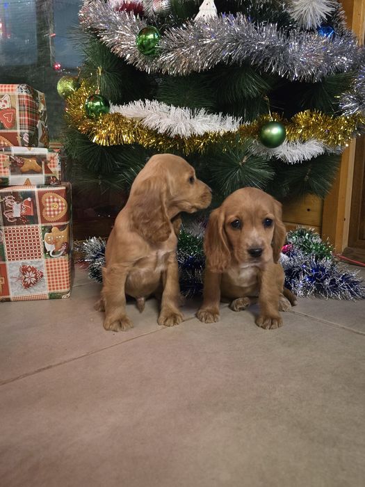 Чистокръвни Кокер Шпаньоли