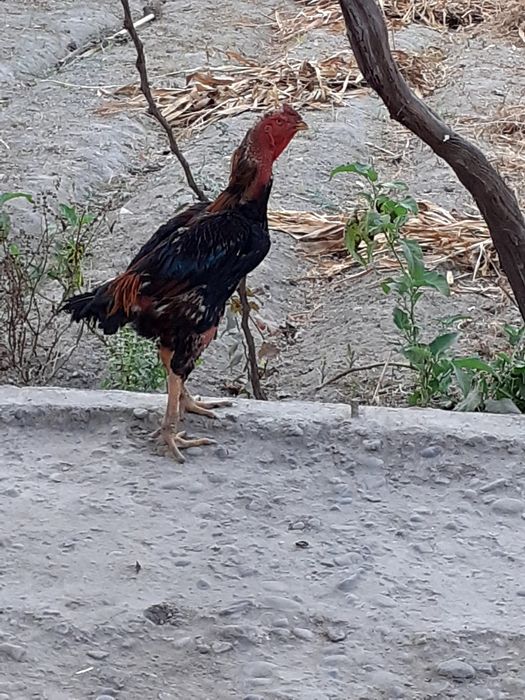 Nasli toza dakang xoroz sotiladi