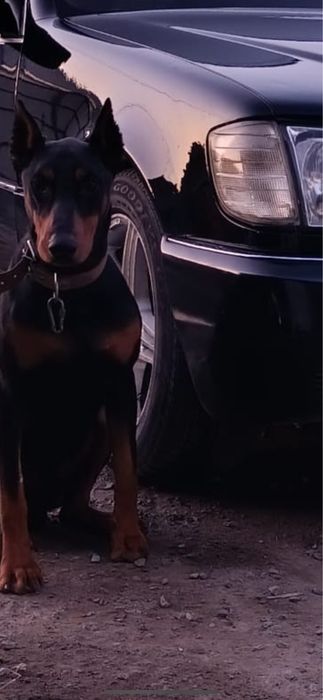 Доберман в доьрые руки