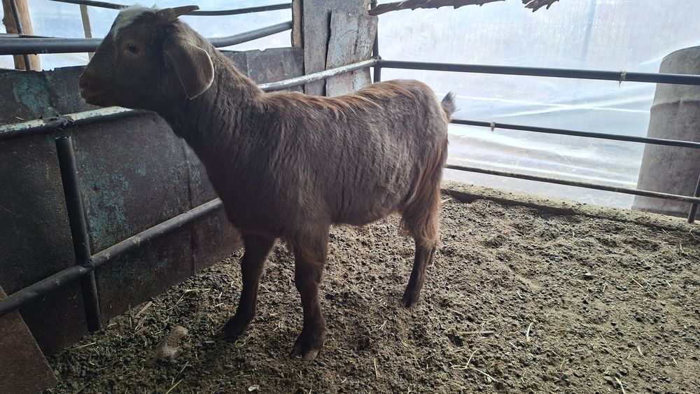 Эчки сотилади тандирга суйса булади  Echki sotiladi Козленок продаётся