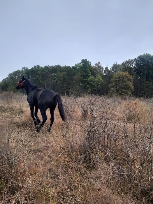 Vând cârlan de 1 an și 3 luni