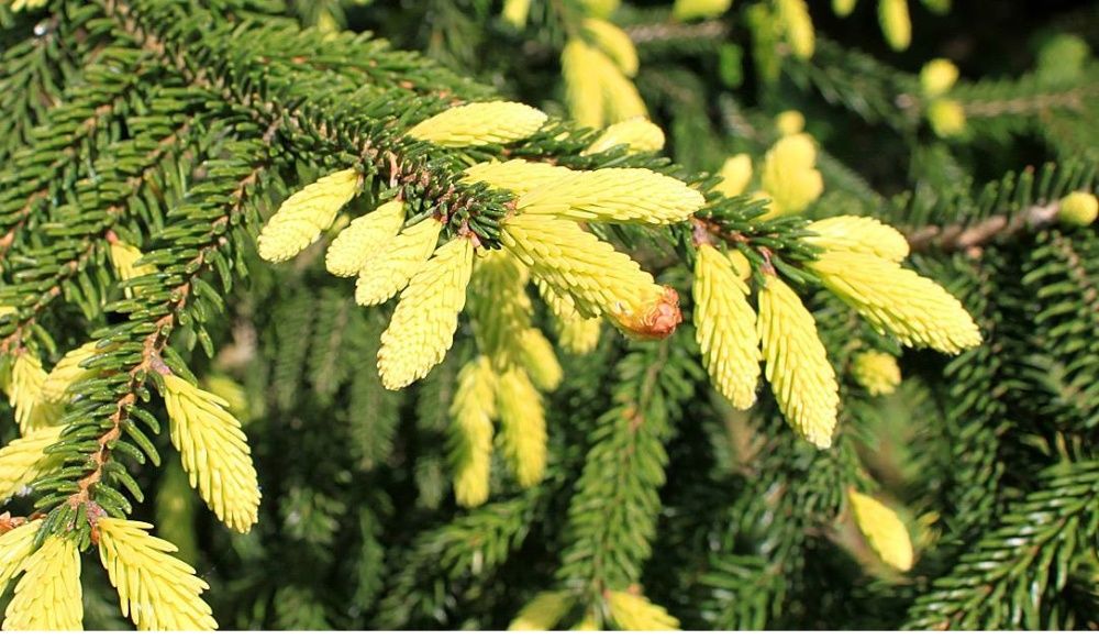 Molid Picea orientalis 'Aureospicata'- muguri galben intens