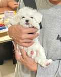 Bichon maltez mini toy