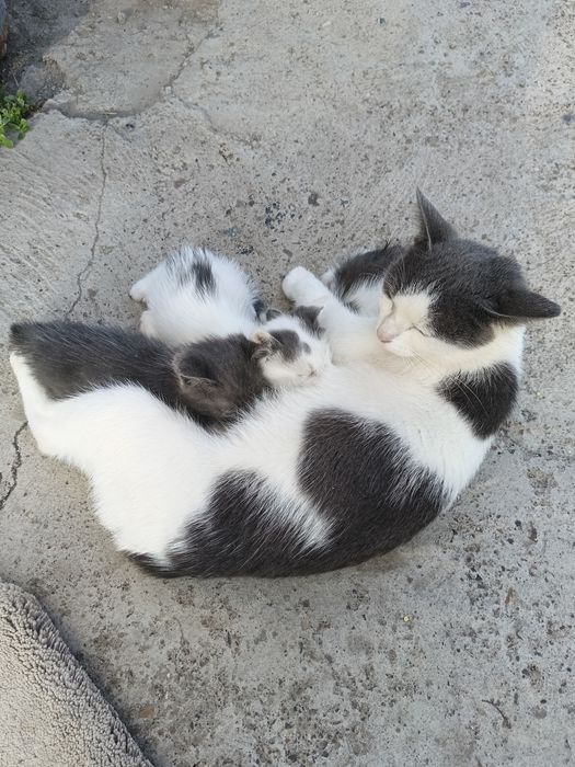 Бесплатно отдам котят