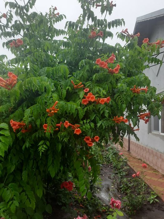 Paulownia tomentosa și arbori de matase