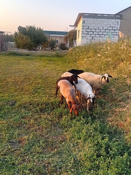 Bug'o'z ekkizak tug'adigan quylar va baralar sotiladi