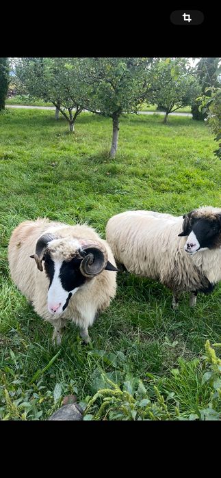 vând berbecuț frumos