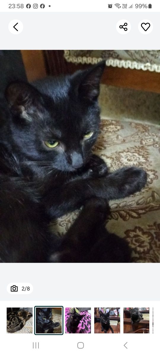 Котята в добрые руки