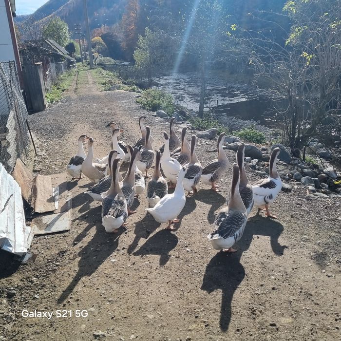 gaste africane de anul 2025