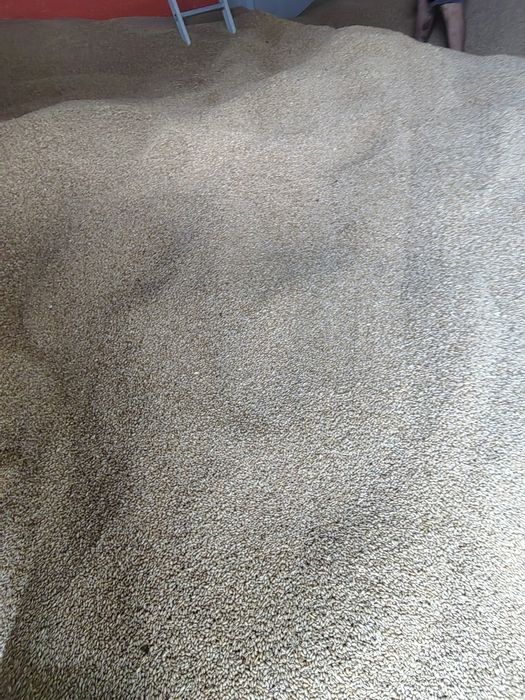 Vand grau nou de anul acesta