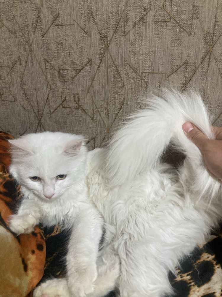 Turkish angora 4oylik Fargonadan qizbola