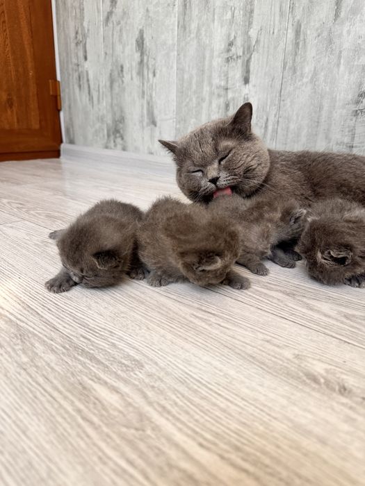 Вязка Скотиш Страйт