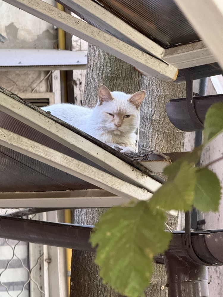В добрые руки бездомную кошку