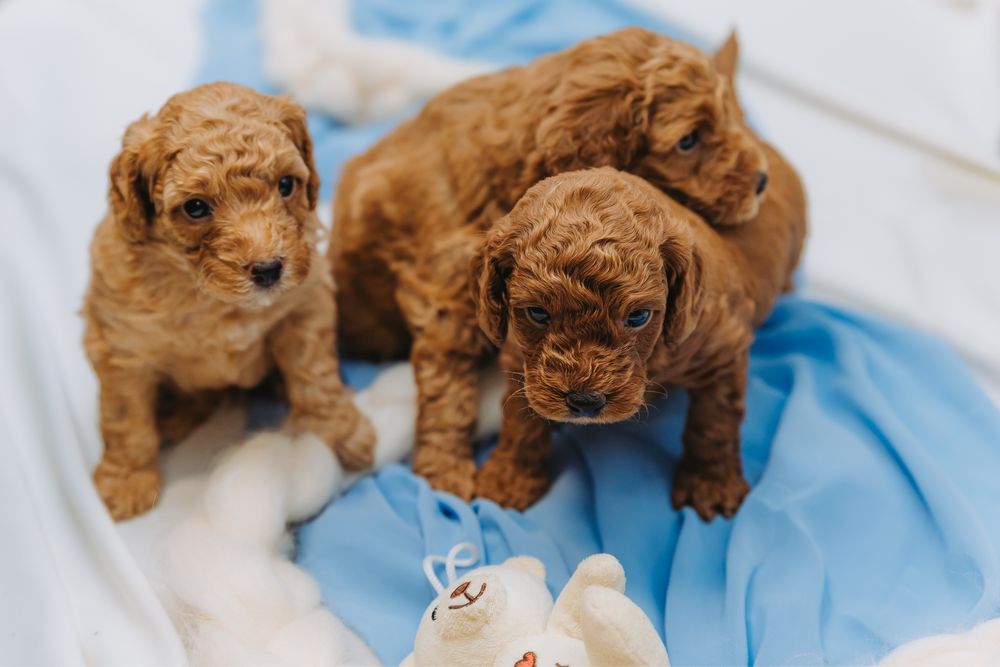 Мини пудели, родени на 07.10.