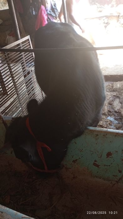 Gʻoʻnajin sotiladi