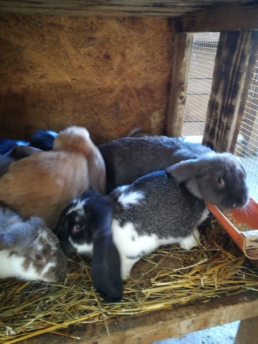 Iepuri berbec german