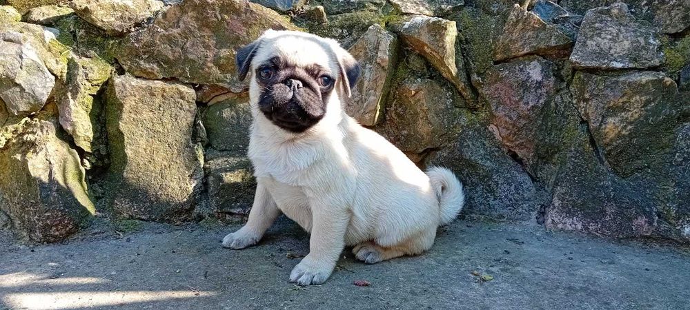 pui pug mops cu pedigree