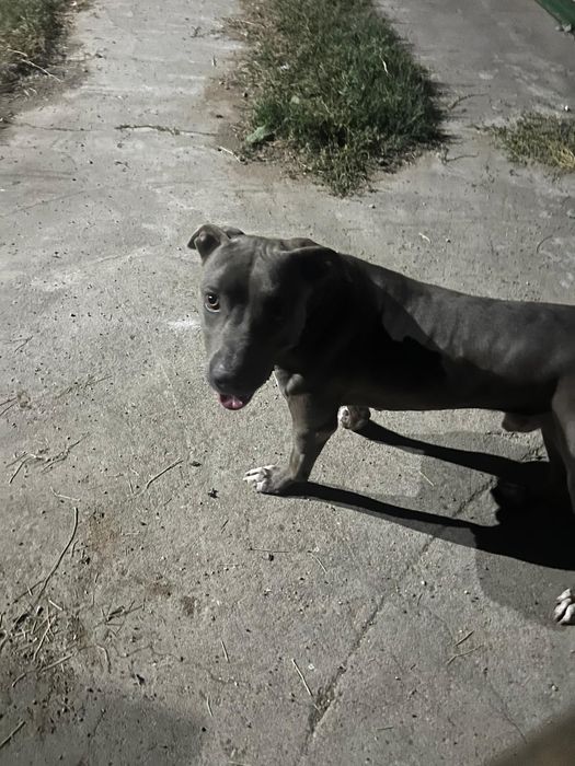 Vand caine American bully xl