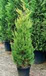 Vând leylandii gold rider