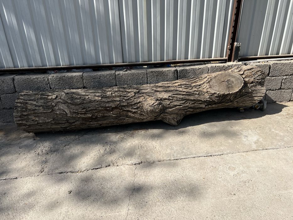 Yong’oq, Daraxt _ 2 ta Bor