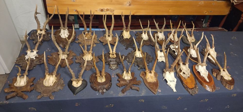 Vand trofee de cerb lopatar,carpatin,caprior,capra neagra. Vezi 8 poze