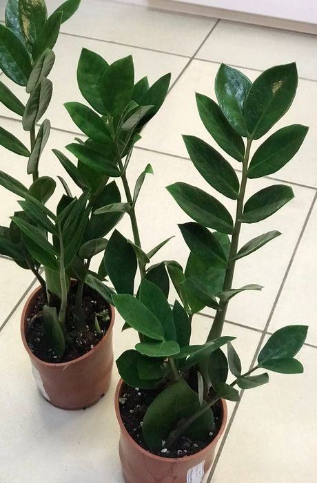 Долларовое дерево.цветок