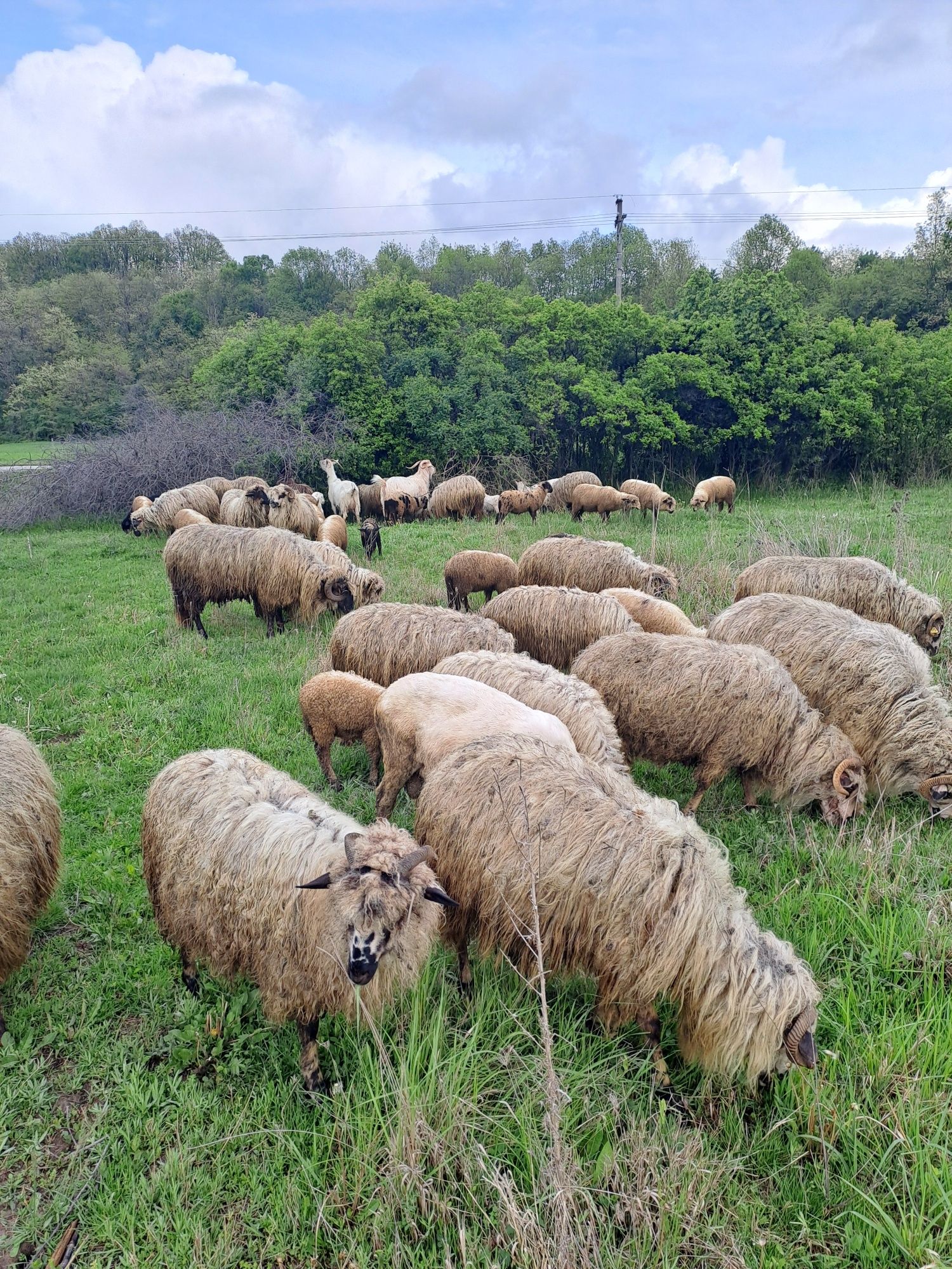 De vânzare, miei și nuatini