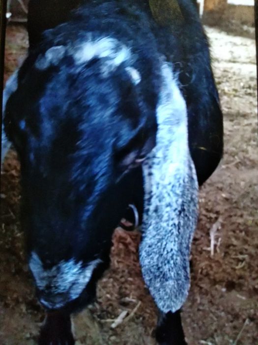 Англонубин тоза зотли така сотилади