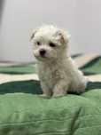 Bichon Maltez/Bison Maltese Talie Mica Toy Mini Pedigree Carnet Vaccin