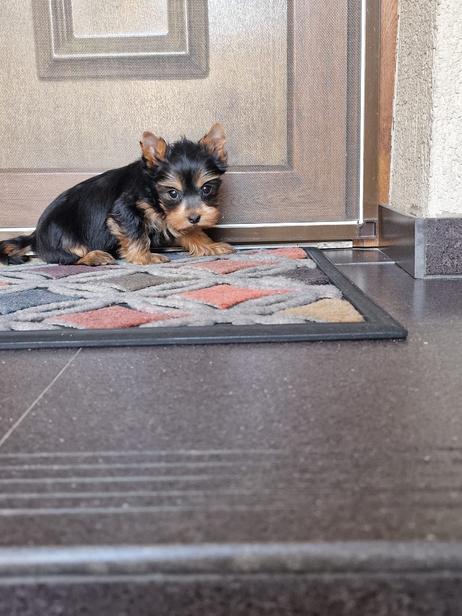 Yorkshire terrier mascul