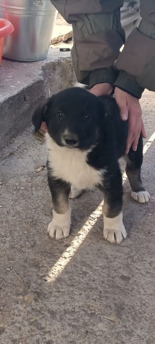 Отдам Тузика в добрые руки   на следующей фотографии родители