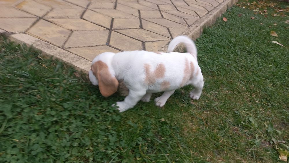 Бигъл Чистокръвни лимонени бигълчета