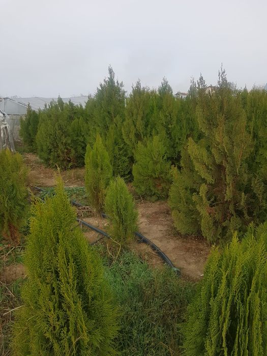 Amenajari gradini cu plante ornamentale