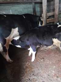 Vaca batată românească la prima fătare cu vițel.