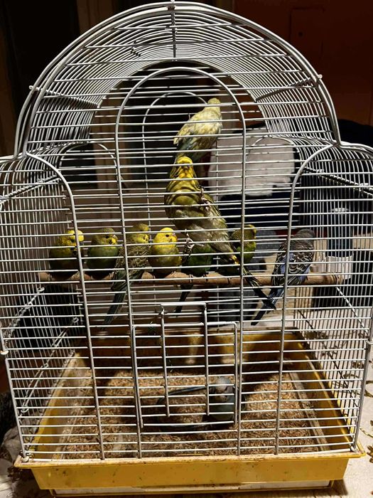 Vand Papagali Perusi diferite culori