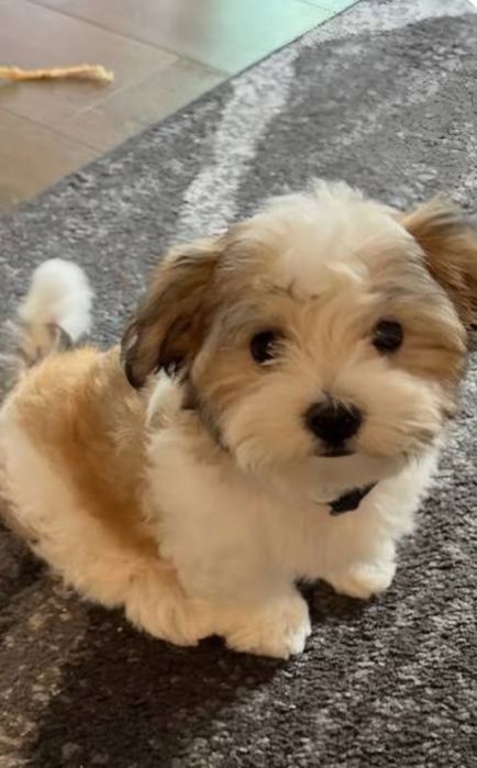 Bichon havanez  băiețel 650 lei