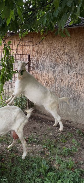 Tap rasa Sannen fara coarne bun de prasila