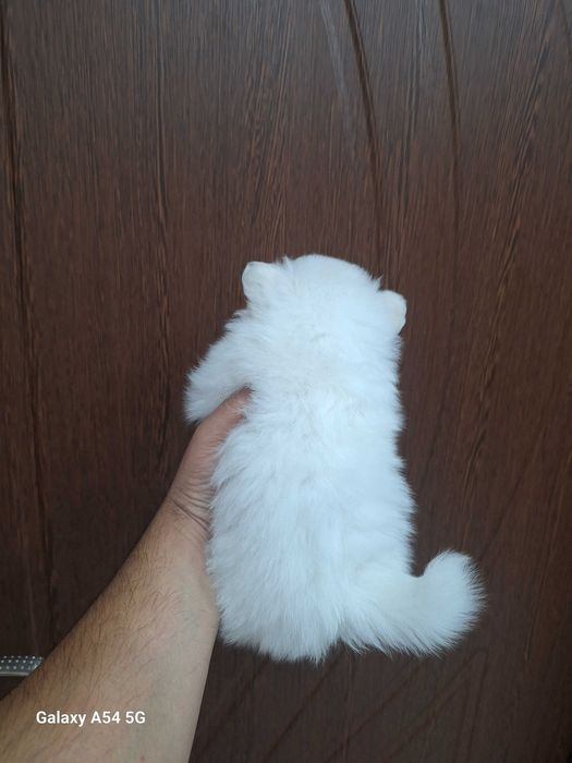 Малки бели Померани