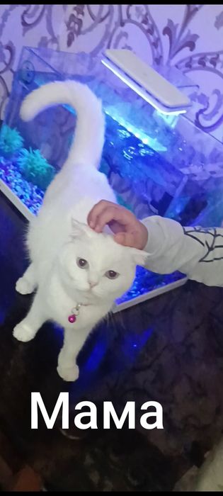 Продается котята скотч фолд