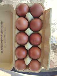 Ouă pentru incubat puicuțe(găini) marans