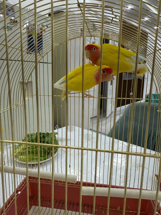 продою попугай с парой